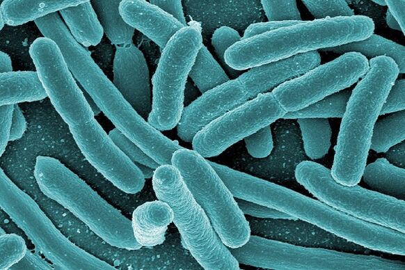 bakterie způsobující infekční prostatitidu